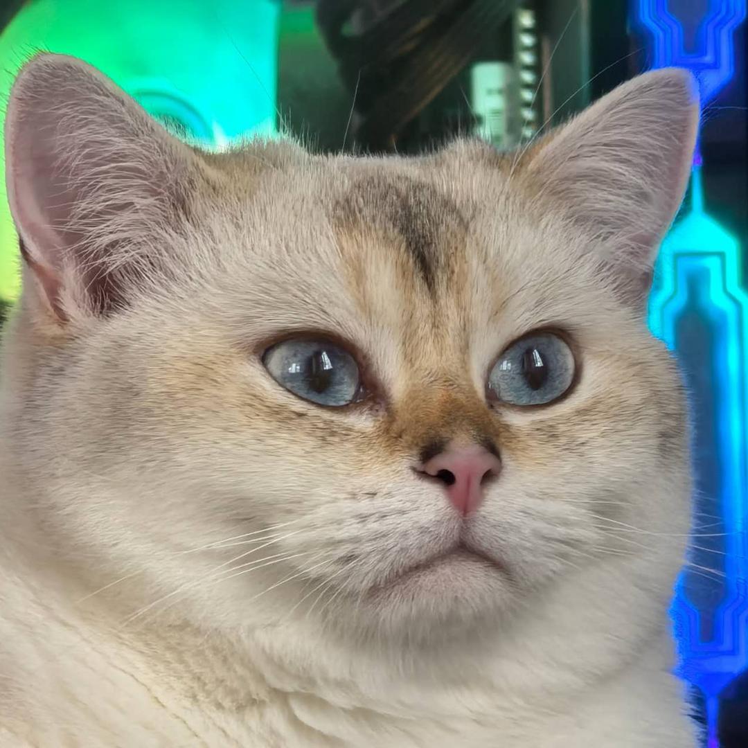 赛尔号哈莫雷特大王