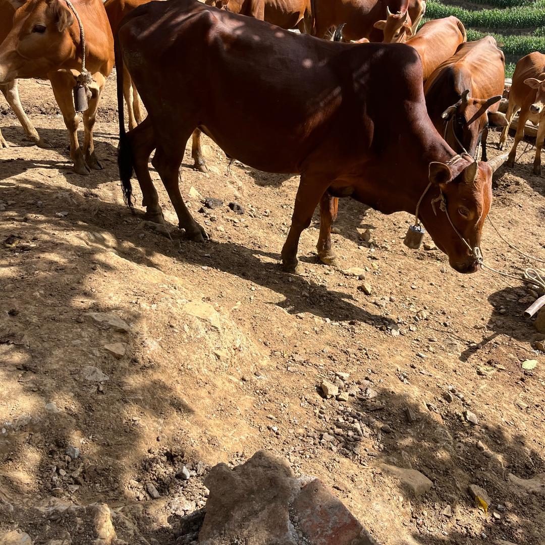 金鼎烂呼牛肉火锅店官方号