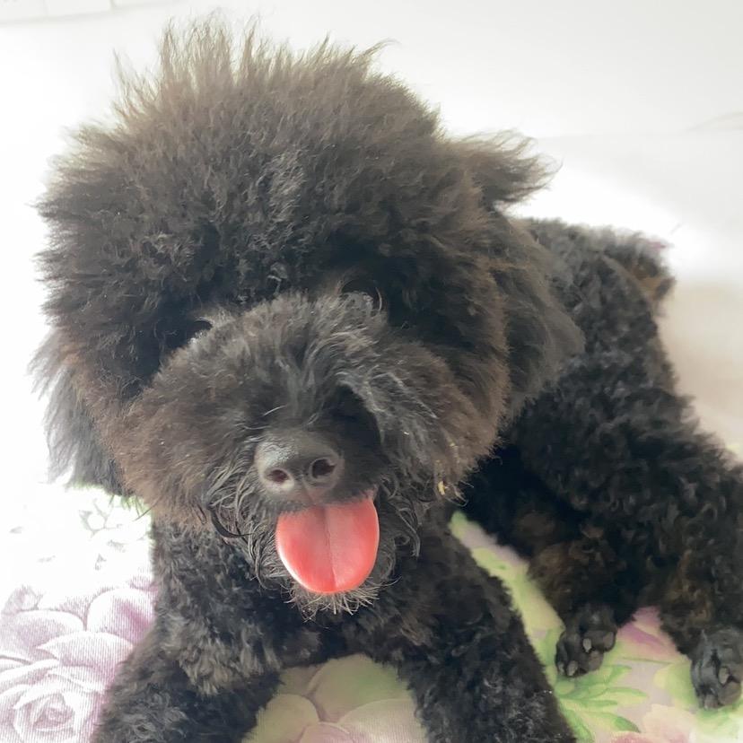 双枪戴思厨具专卖店