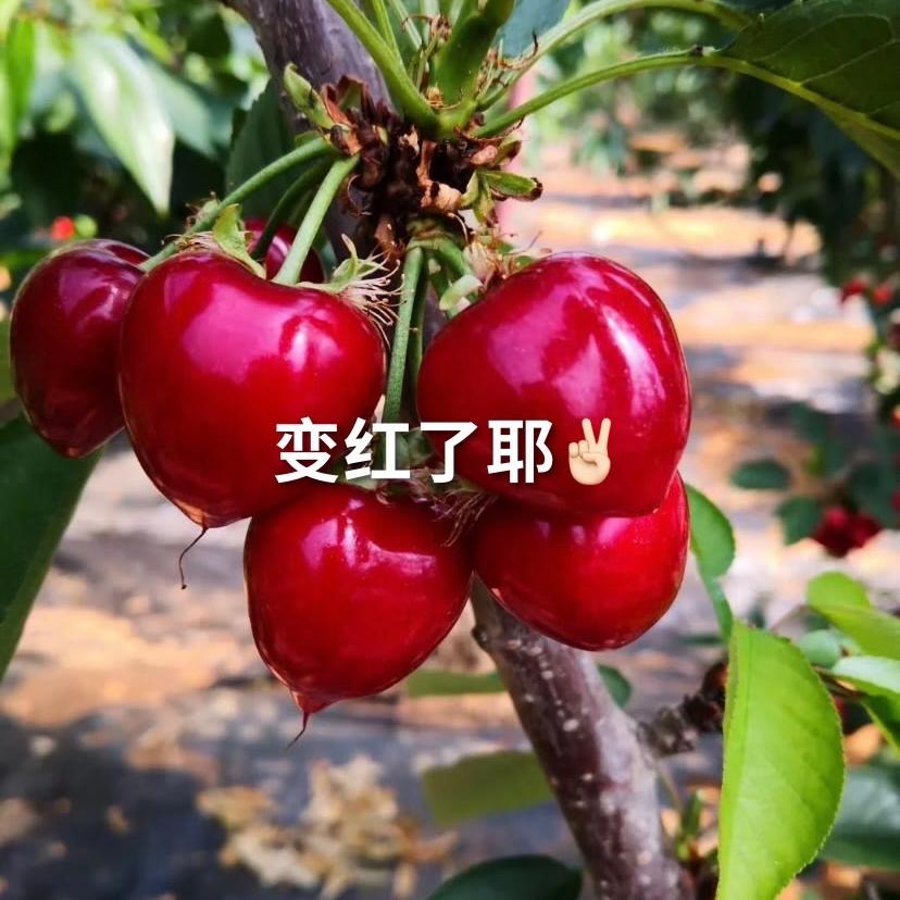 龙强果树苗木专营店西梅李子