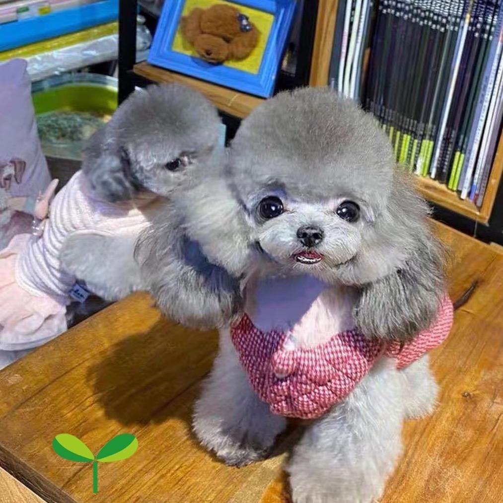 月亮宝宝的小泰迪