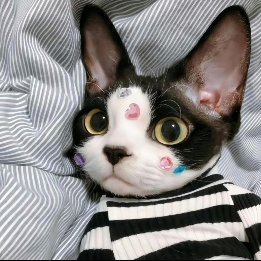猫一雨🍀