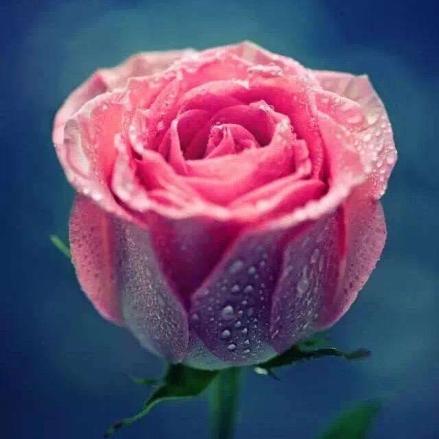 林小丫🌼🌸🌺