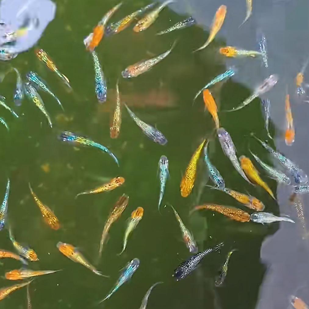 渔乐水族观背
