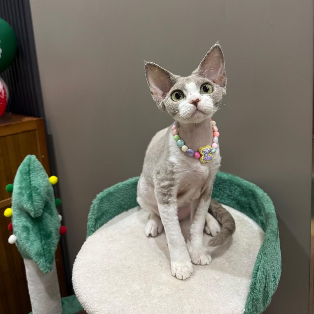 Y-G Devon Rex 德文猫舍