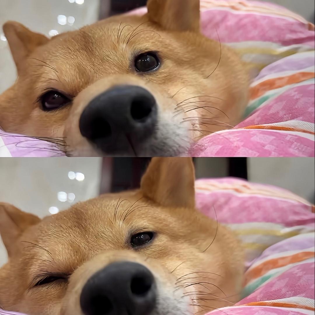 贝袋鼠