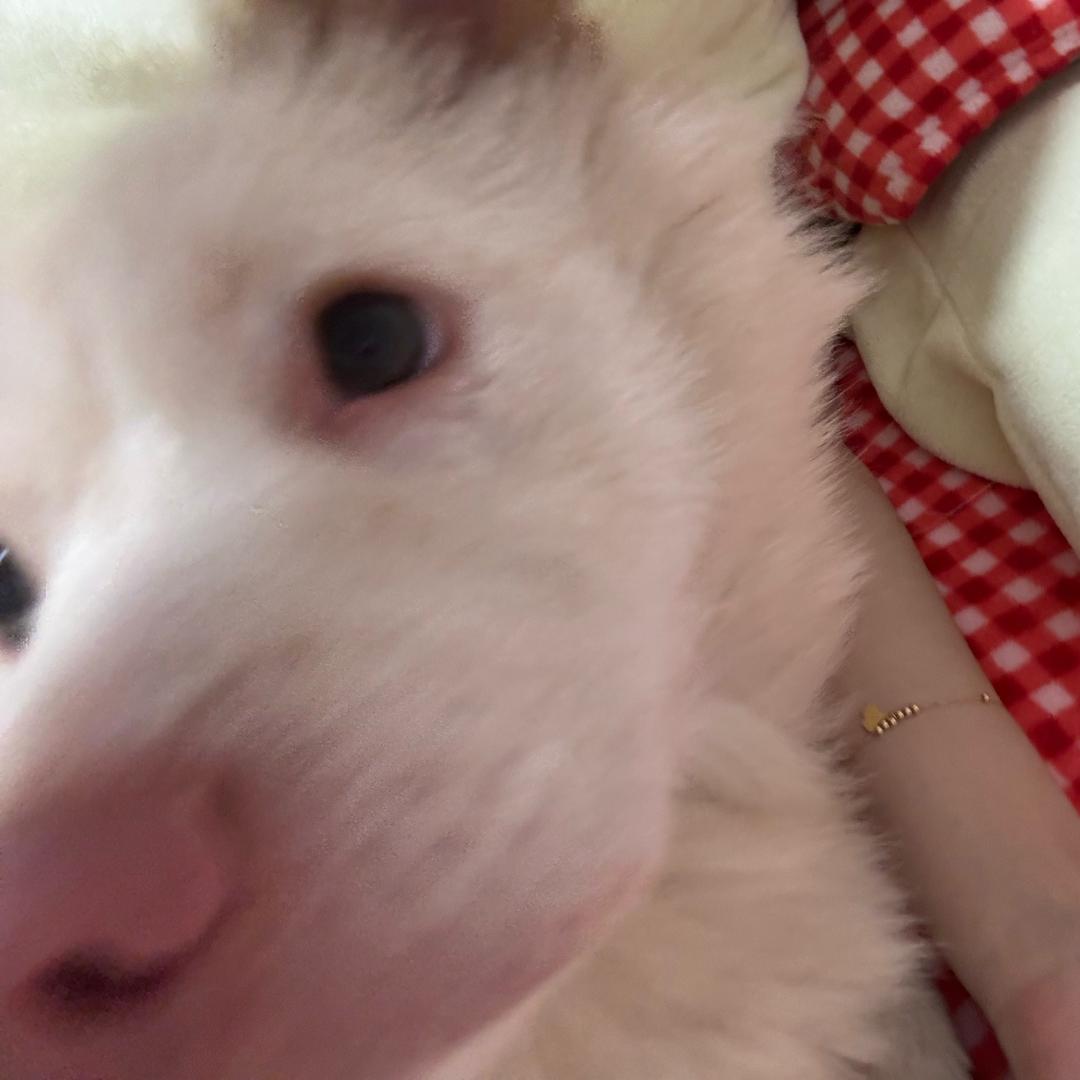 🧧