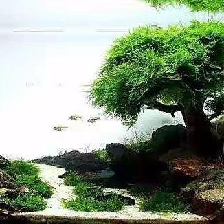 一品山水景观设计