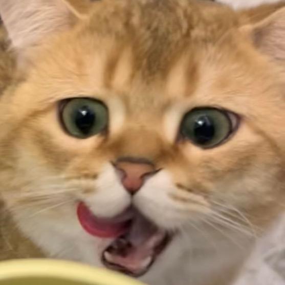 猫猫叫猫猫