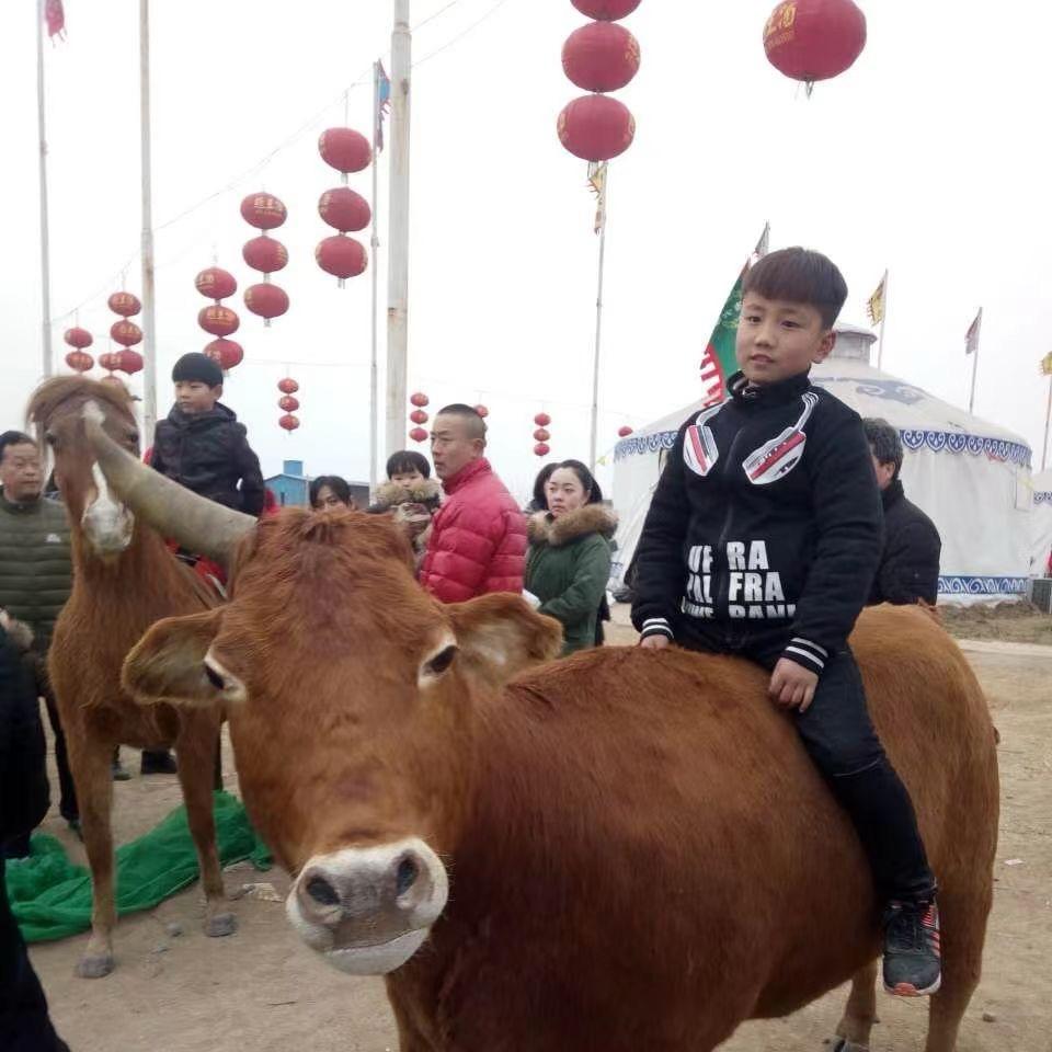 邯郸无敌暴龙战士