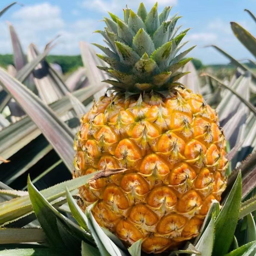 小果篮🧺高品凤梨