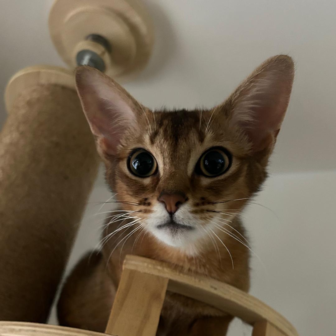 路飞是只猫