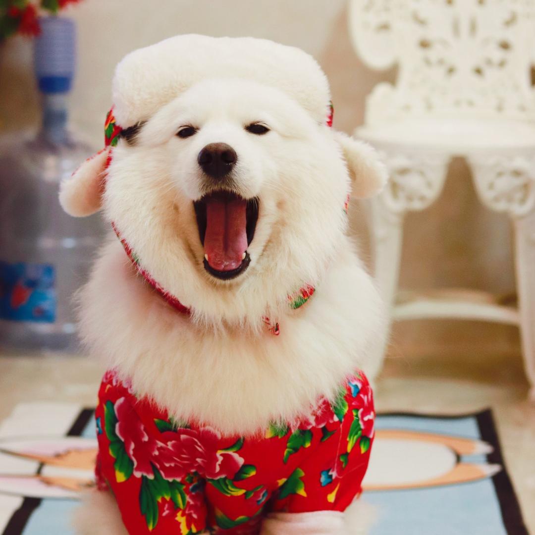 一只纠纠