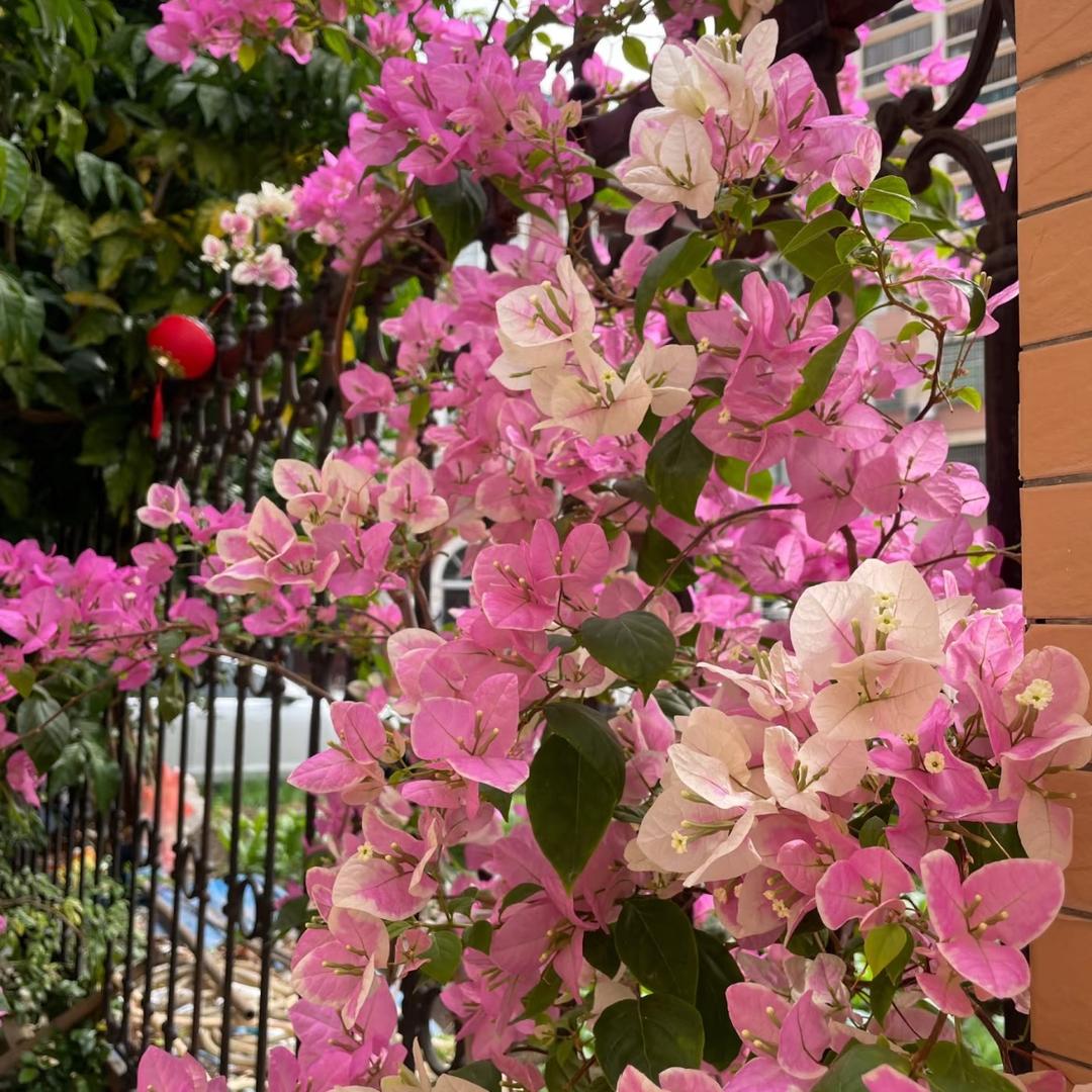 杨杨的花1