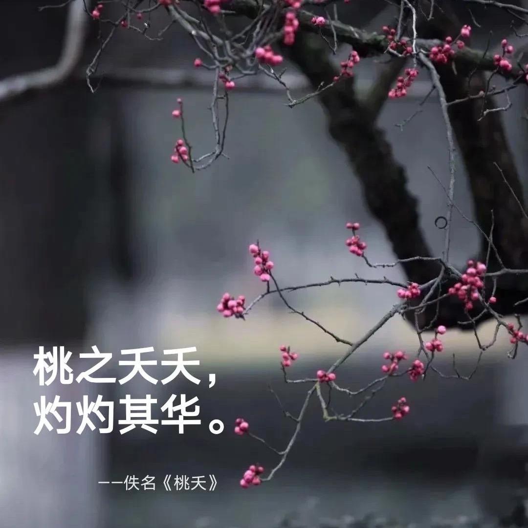 颃迪妈妈（雾里看花🌹）