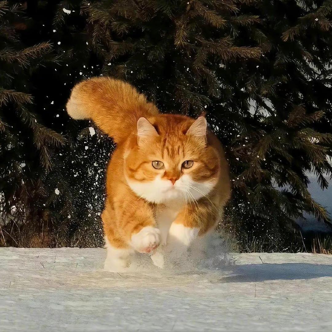 月溪霜冷