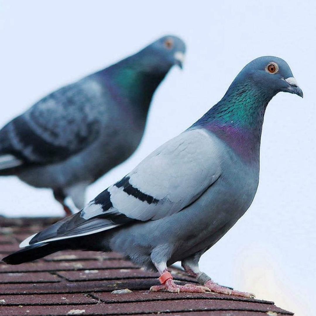 爱睿牧养殖管家