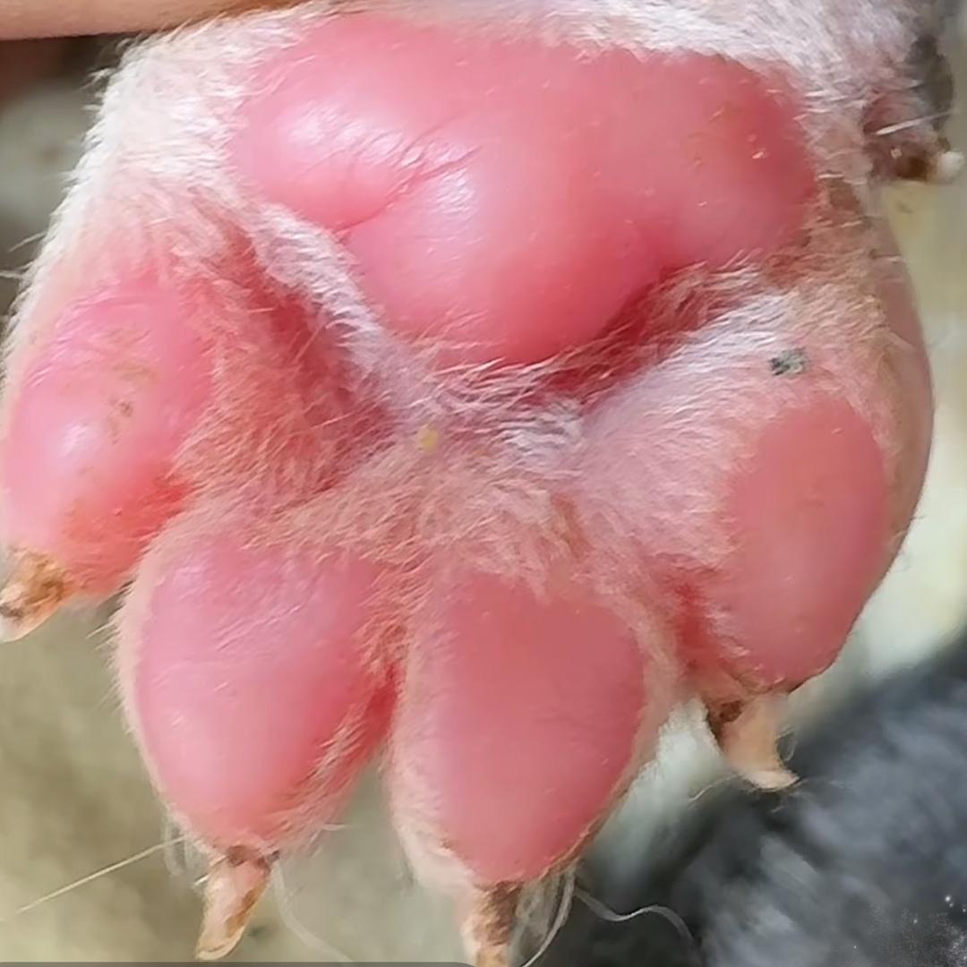 一坨性感的五花肉