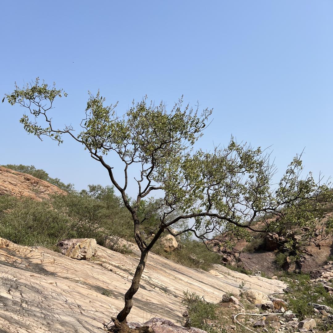 林中客盆景花卉铺