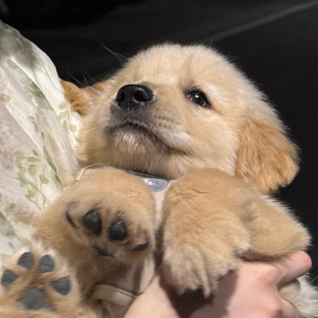 反派蛋黄卷