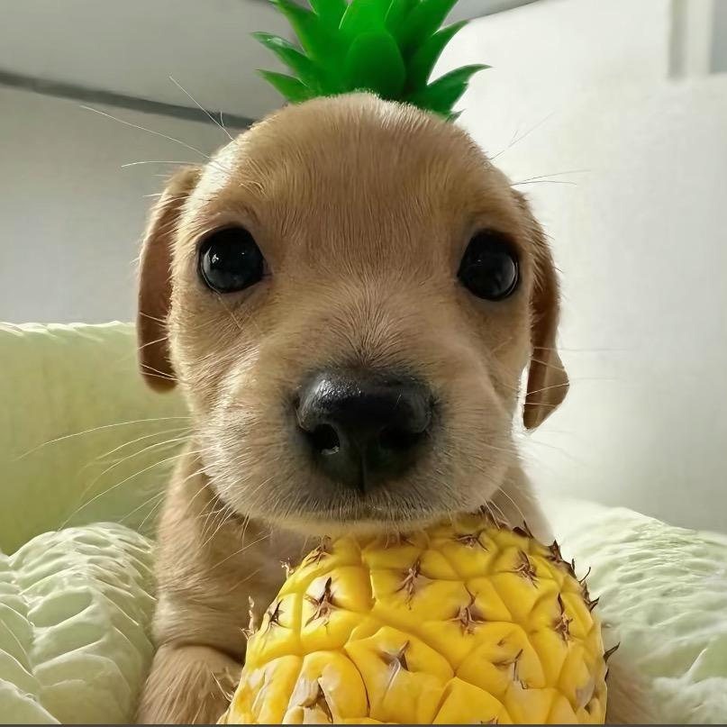 广州岸剪-AI讲师小陈