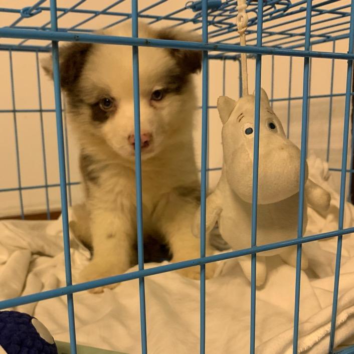 狗富贵🐶互相旺❤