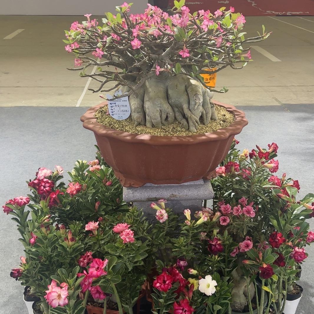 沙漠飞鹰