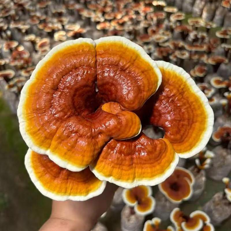 启飛农业市场推广部