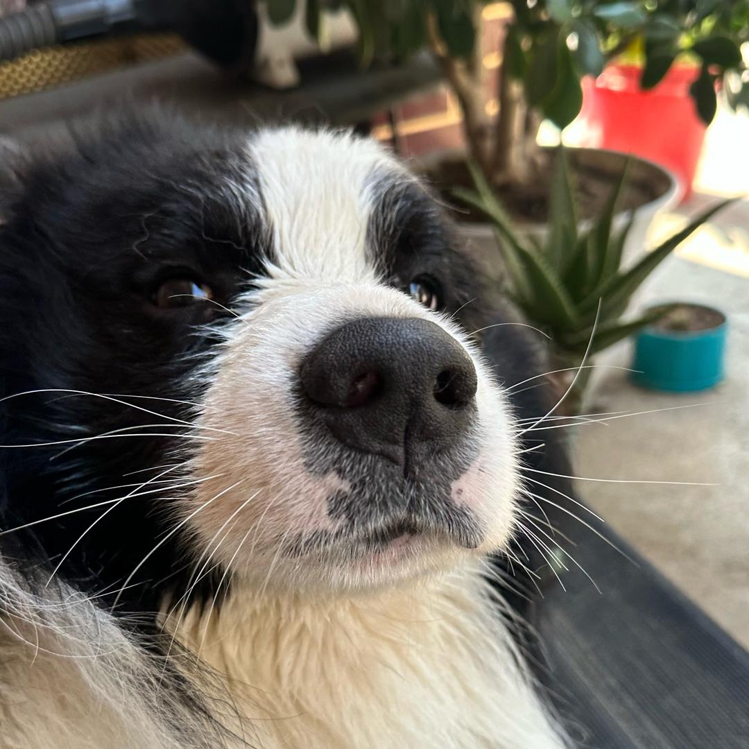 大福和他的猫狗鱼龟