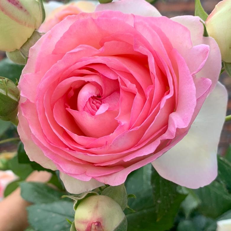 栀子花开时