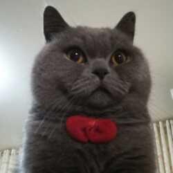 喵喵🐱