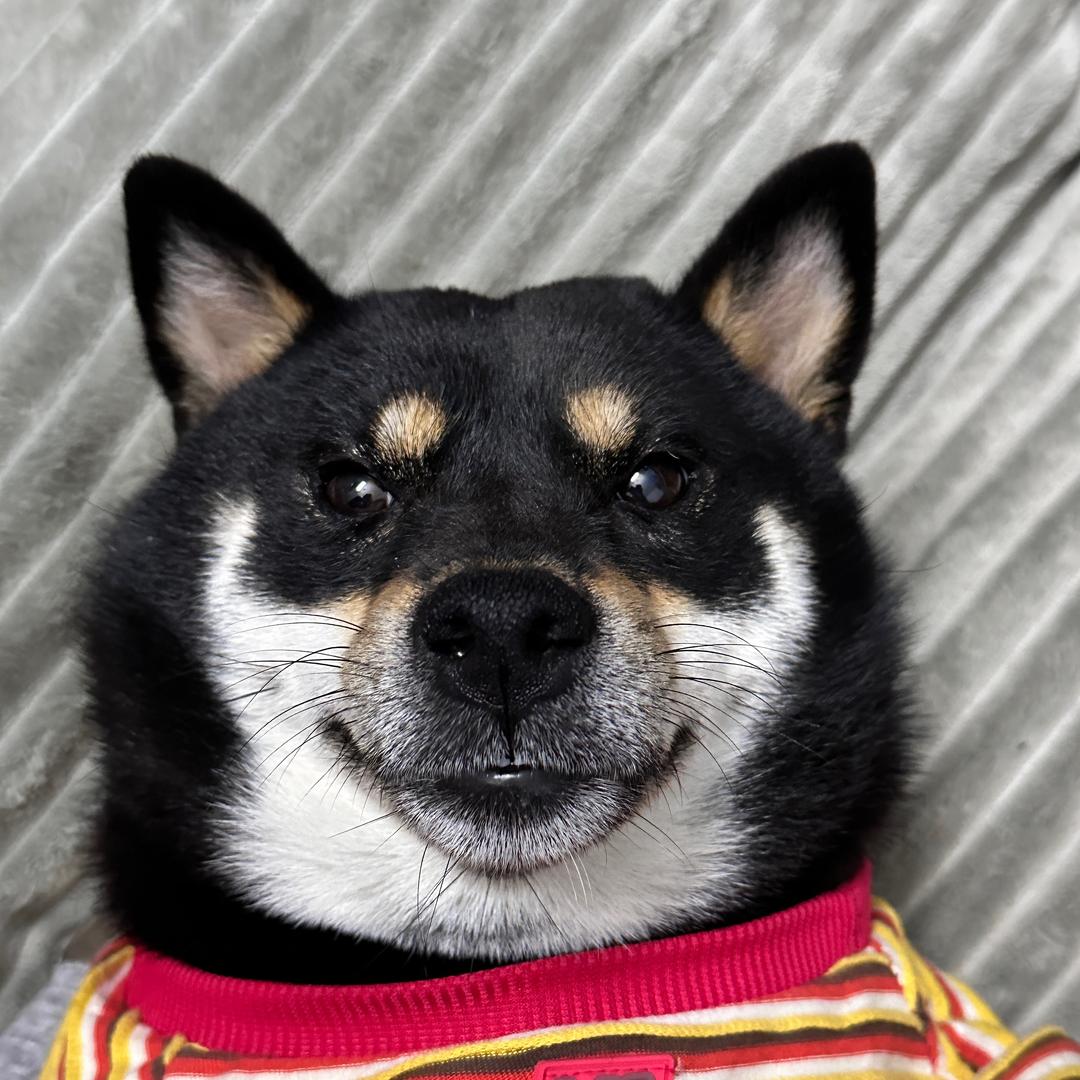 柴犬芝麻猪