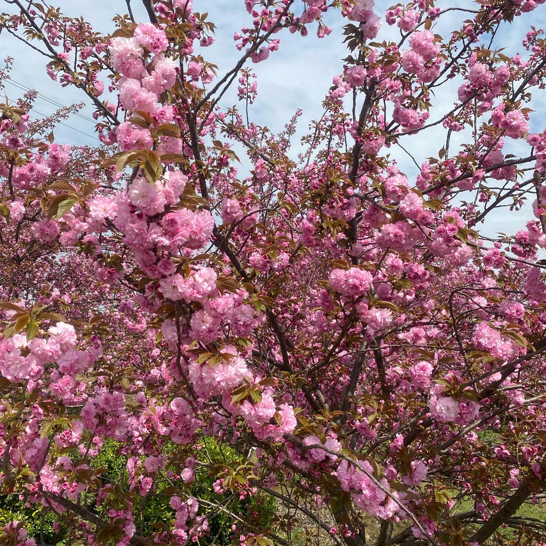 平平淡淡的生活