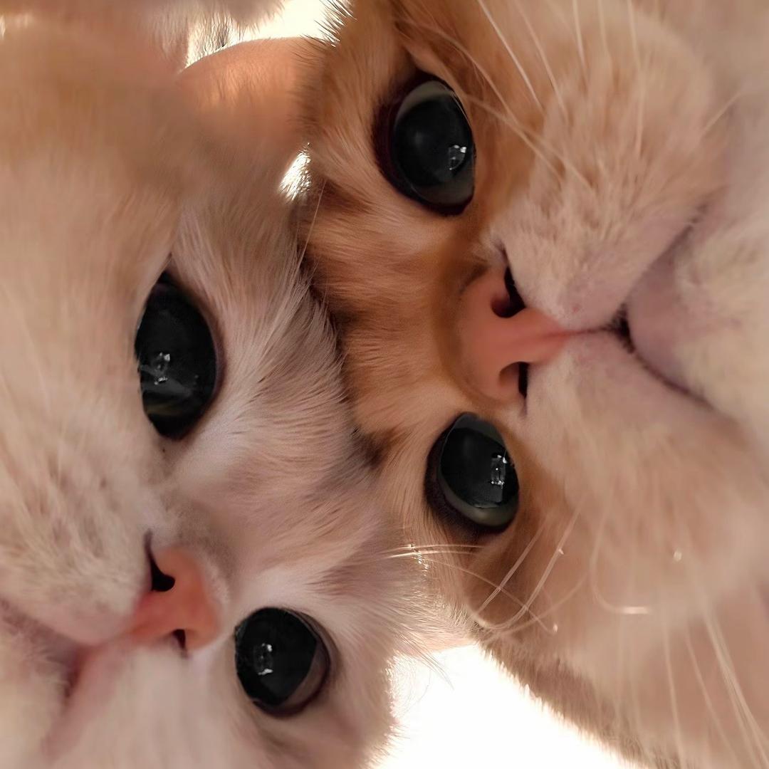 爱吃薯条的土豆