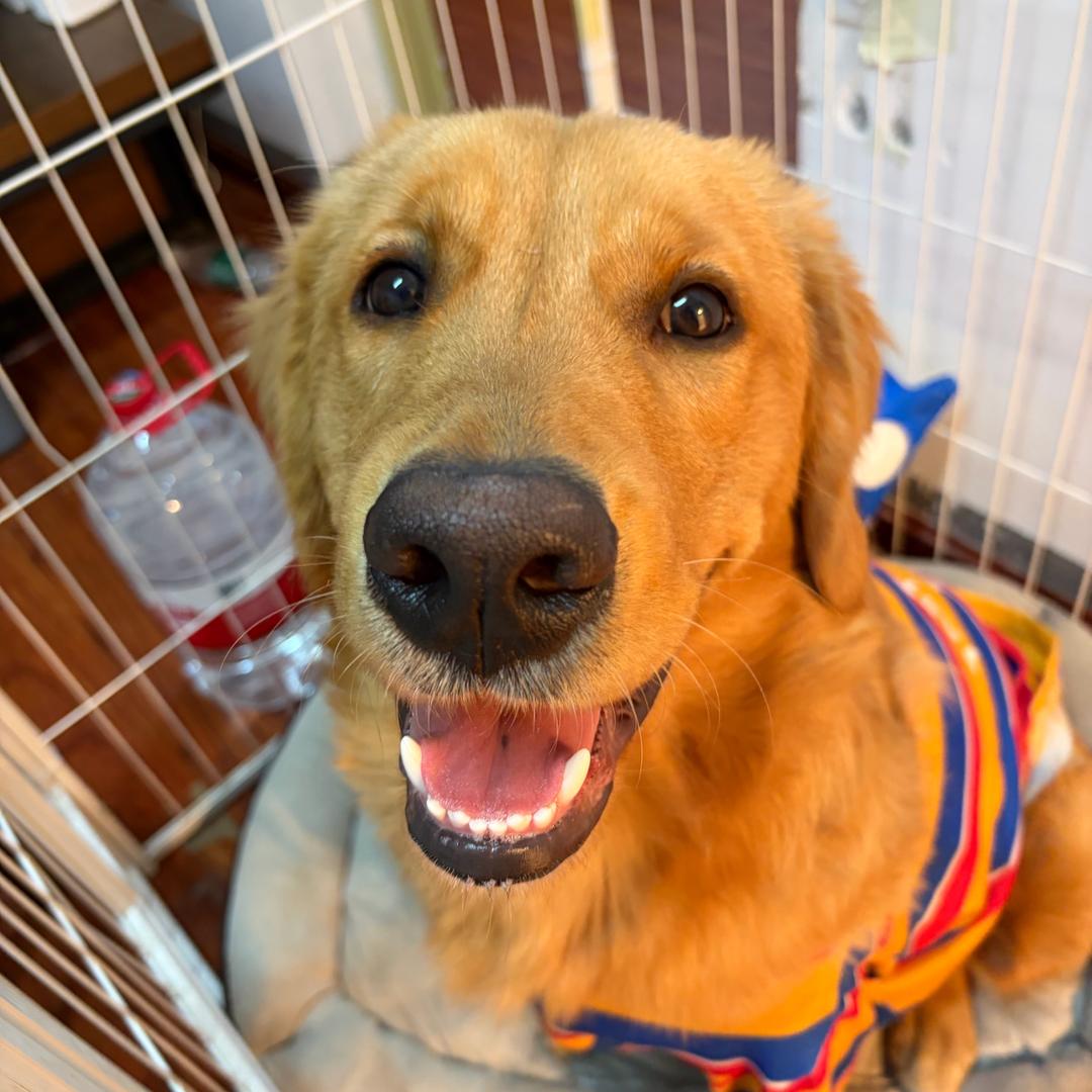 奥利奥是只小鸡毛.