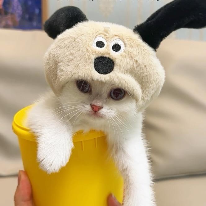 小甜豆🐈