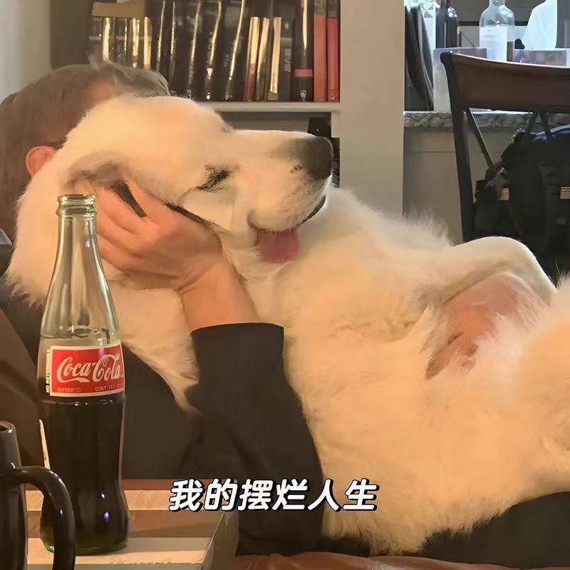 鸡汤喝多啦