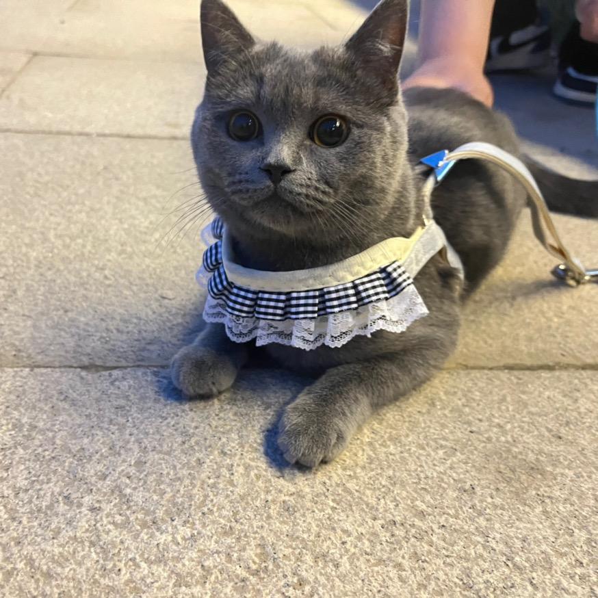 清沁宠物用品严选