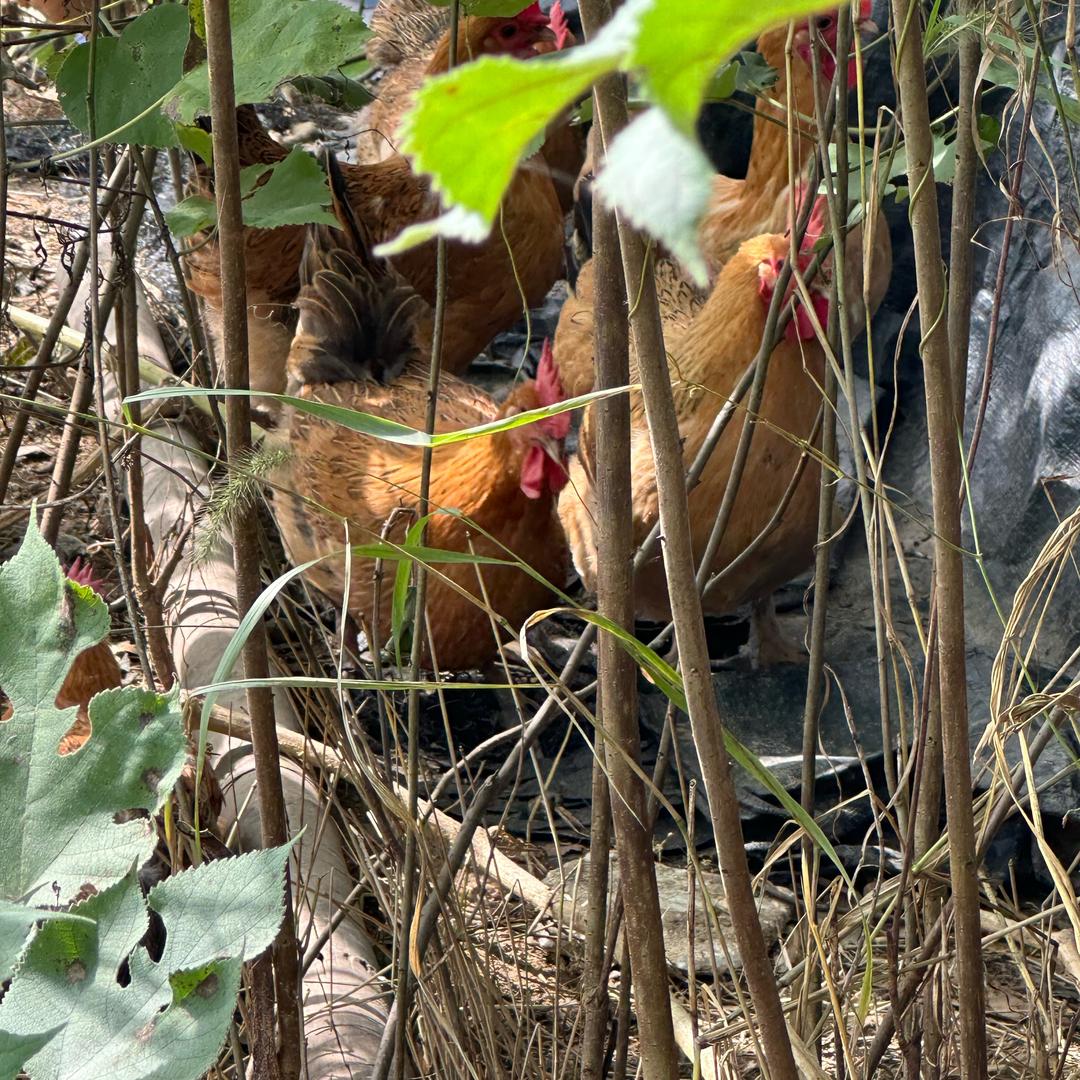 辉哥牧场农品优选