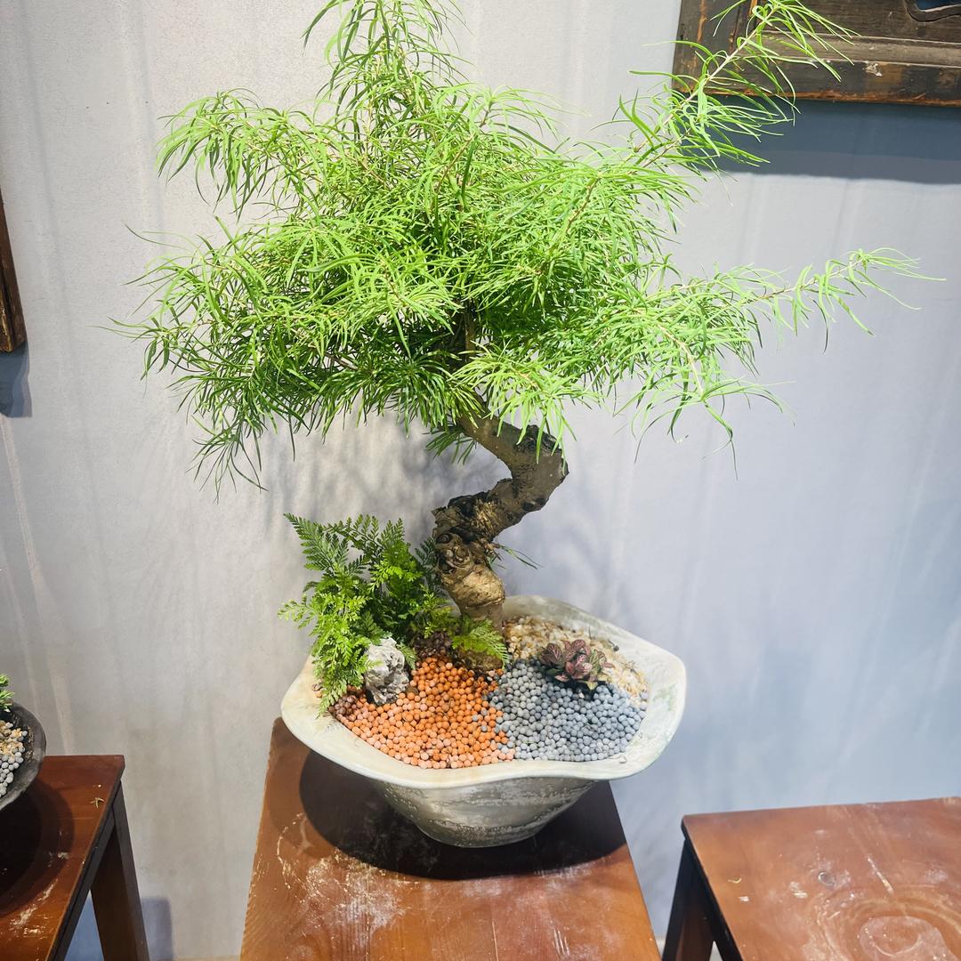 花季时光盆景