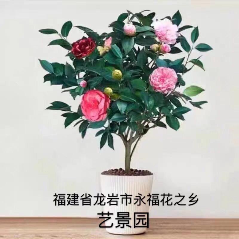 艺景园