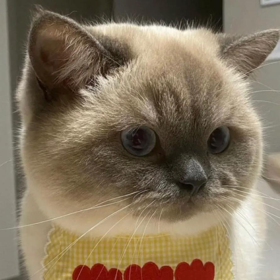 猪咪食堂