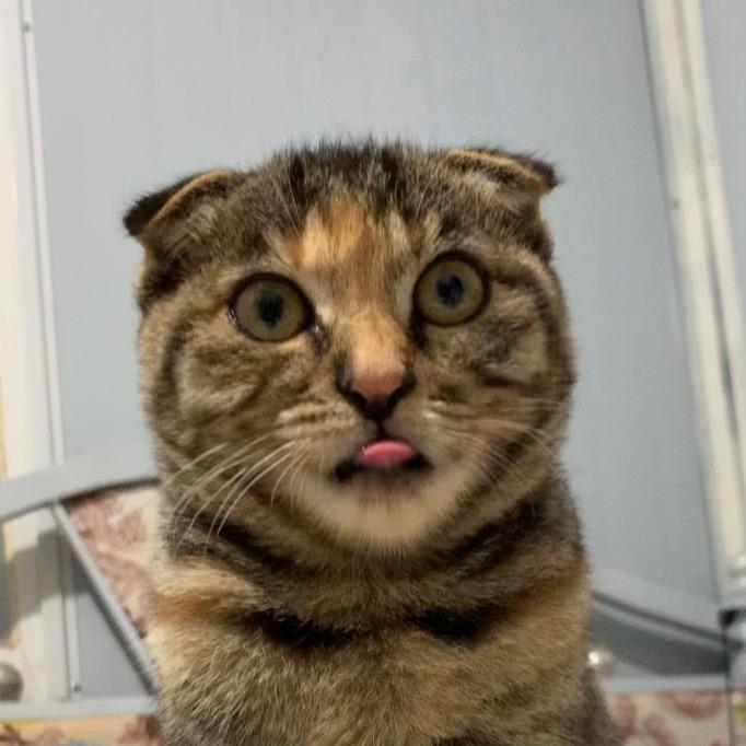 刘咪咪（交流猫咪养护方法）