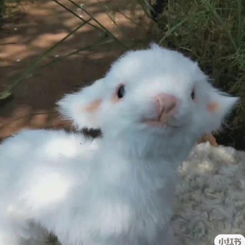 𝗖𝗮𝘁𝘁𝘆𝗹𝗹𝗼