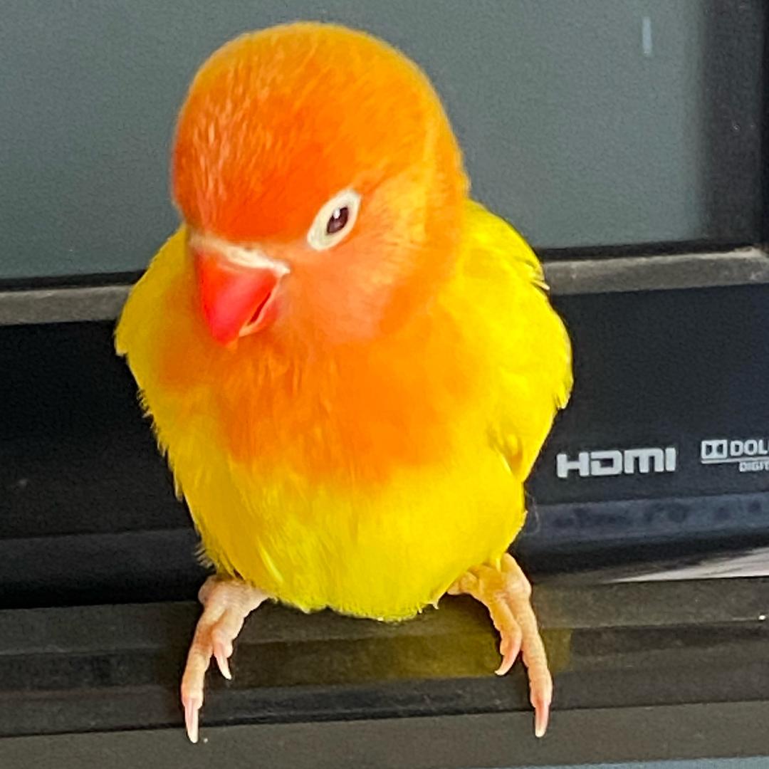 修心