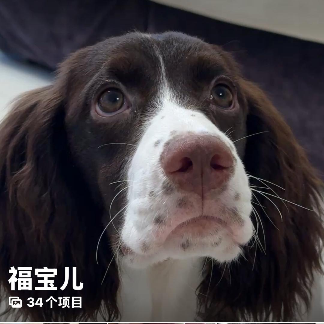 芝士小猫