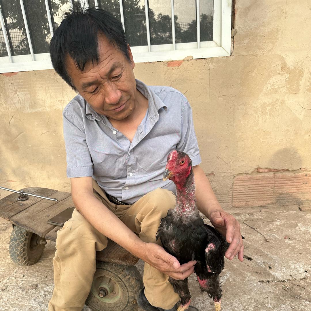 小毛斗鸡养殖场