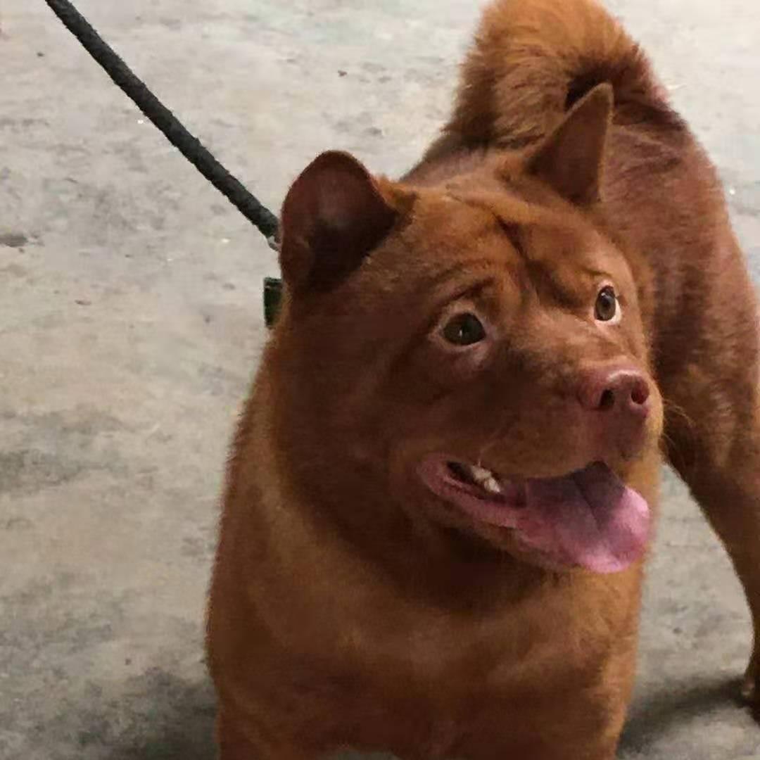 五红犬YYDS正版肥仔棠