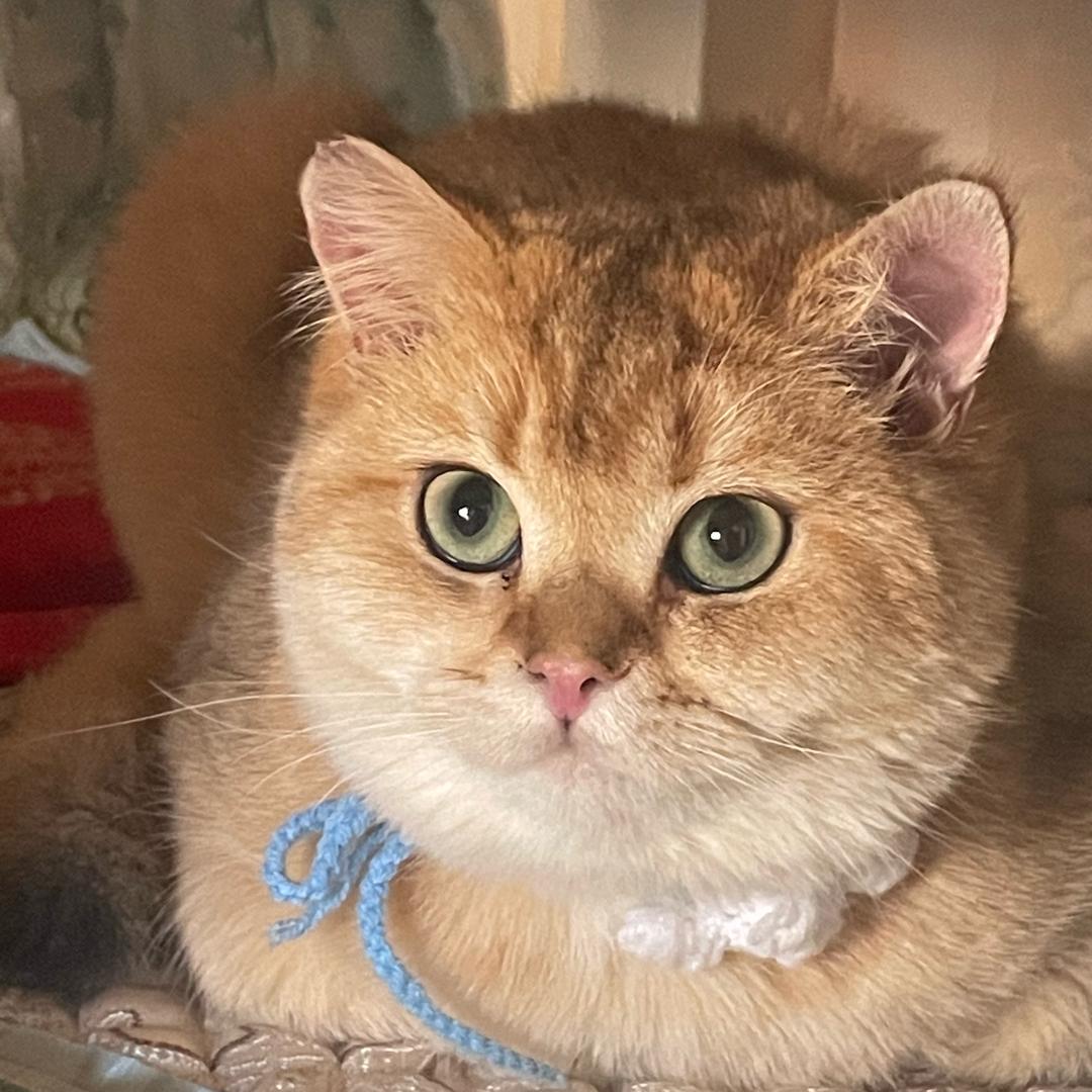 安生是只喵🐱