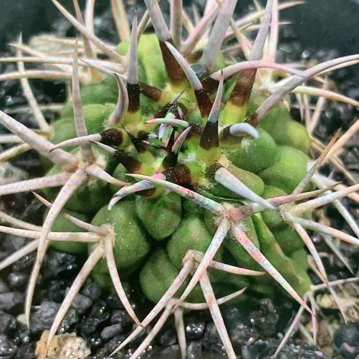 球太美精品仙人球花卉